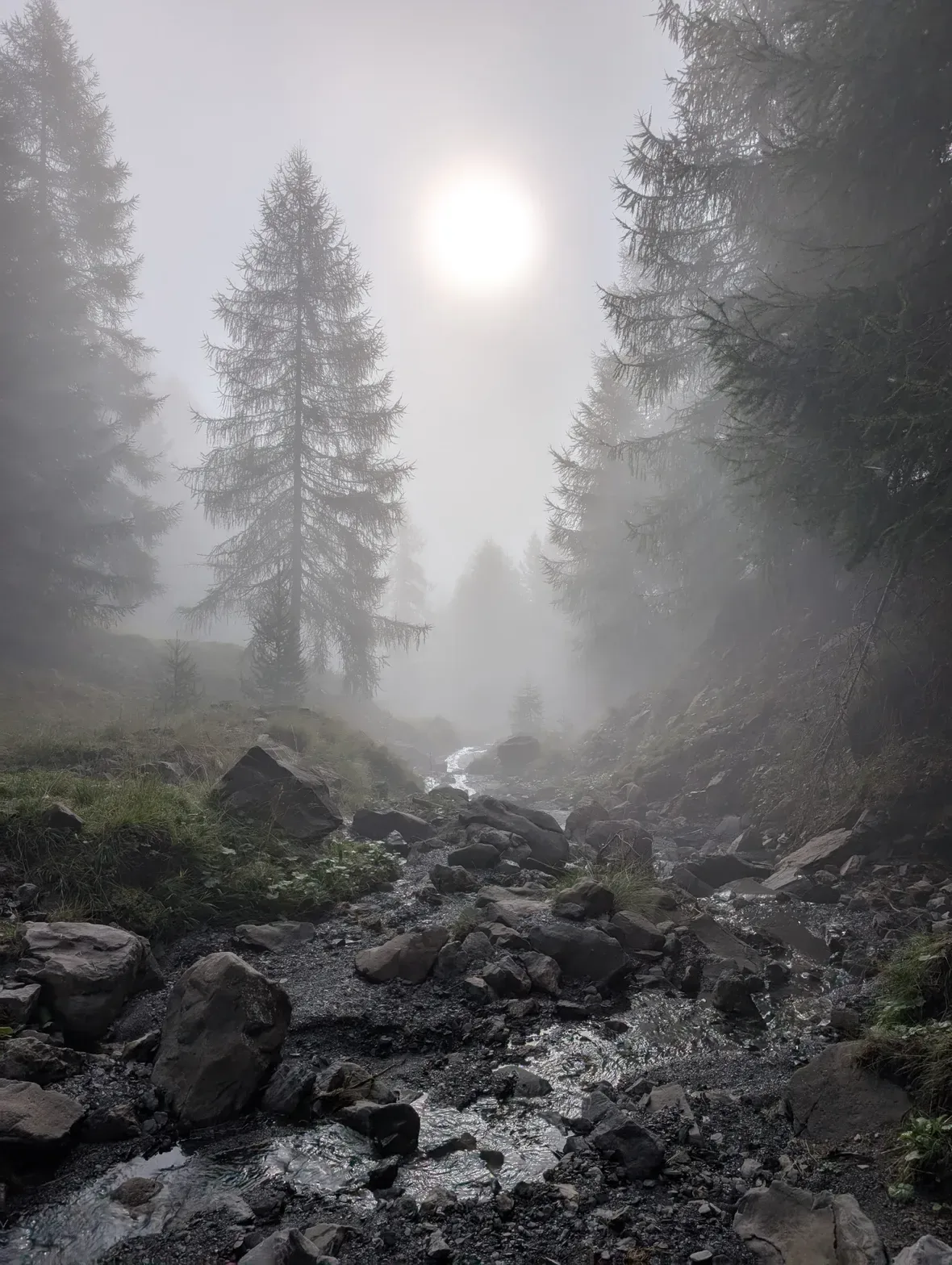 Un ruisseau descend entre les rochers d’une forêt de conifères, dans la brume éclairée par le soleil.